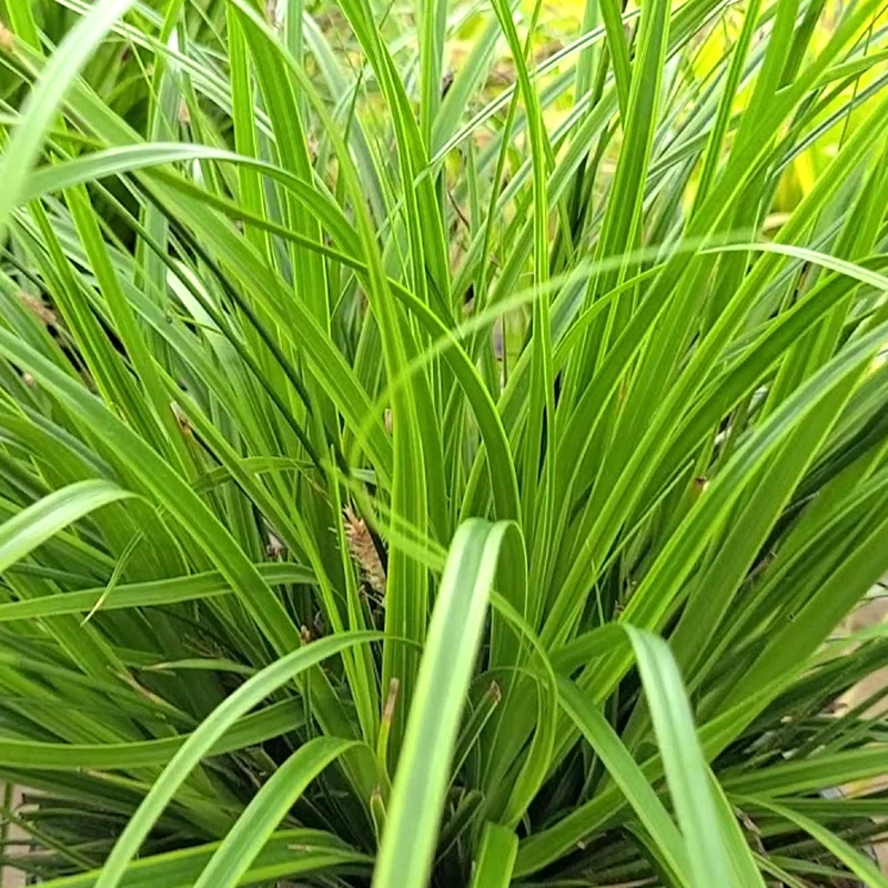 Segge 'Everlime'