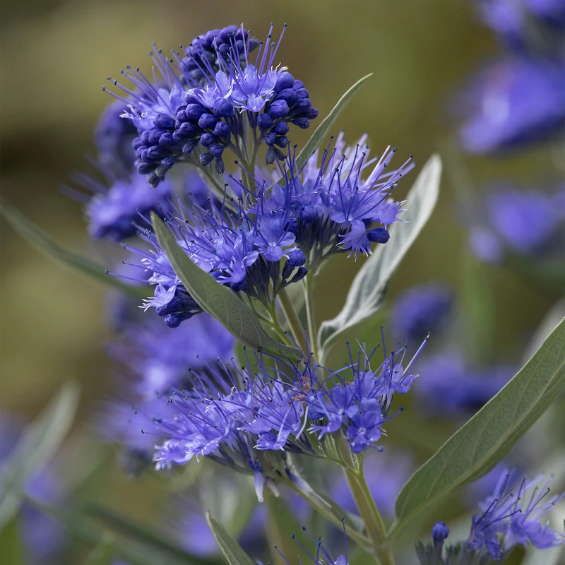 Bartblume 'Kew Blue'