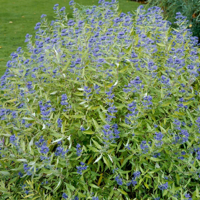 Bartblume 'Kew Blue'