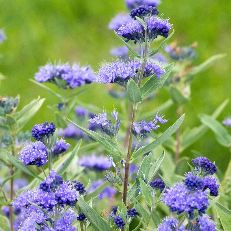 Bartblume 'Kew Blue'