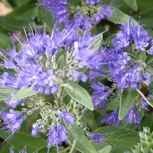 Bartblume 'Heavenly Blue'