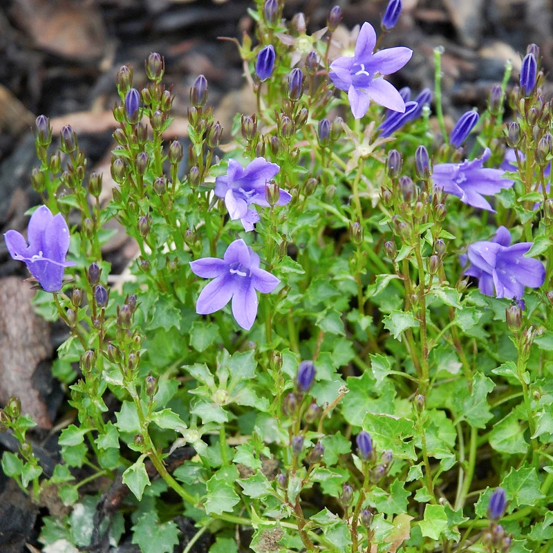 Polster-Glockenblume