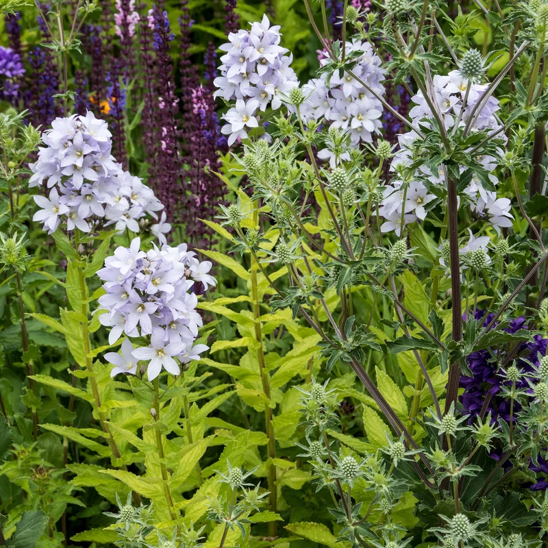 Glockenblume 'Loddon Anna'