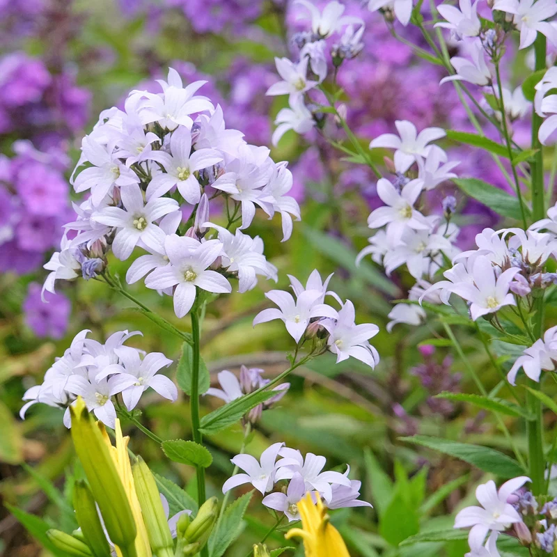 Glockenblume 'Loddon Anna'