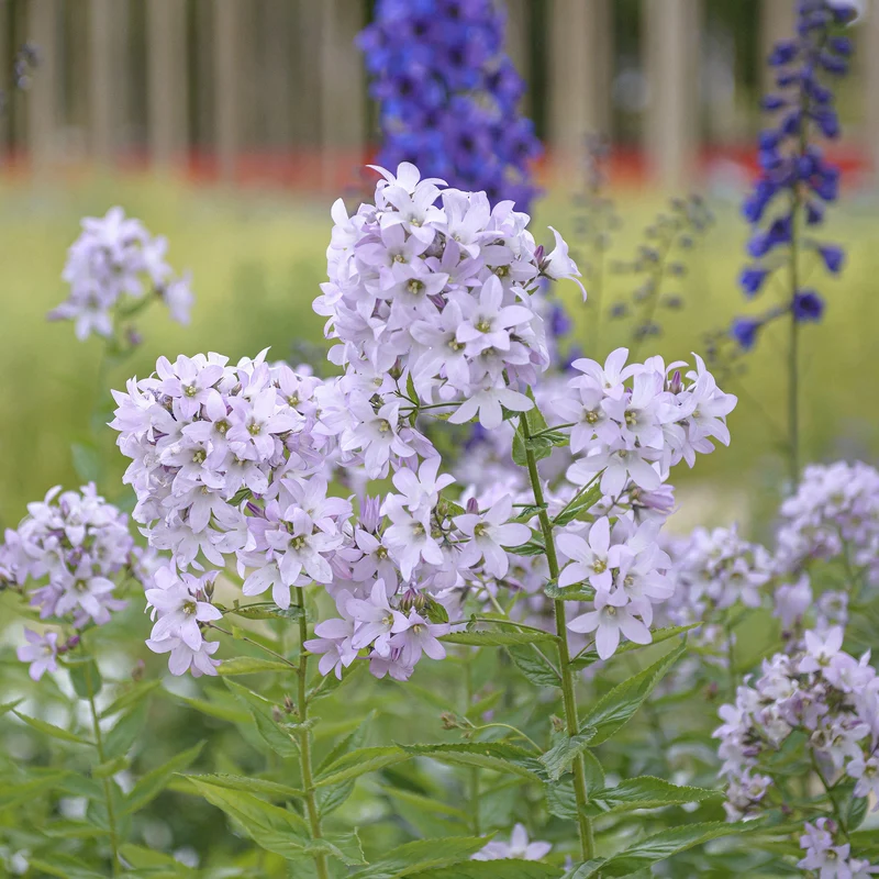 Glockenblume 'Loddon Anna'