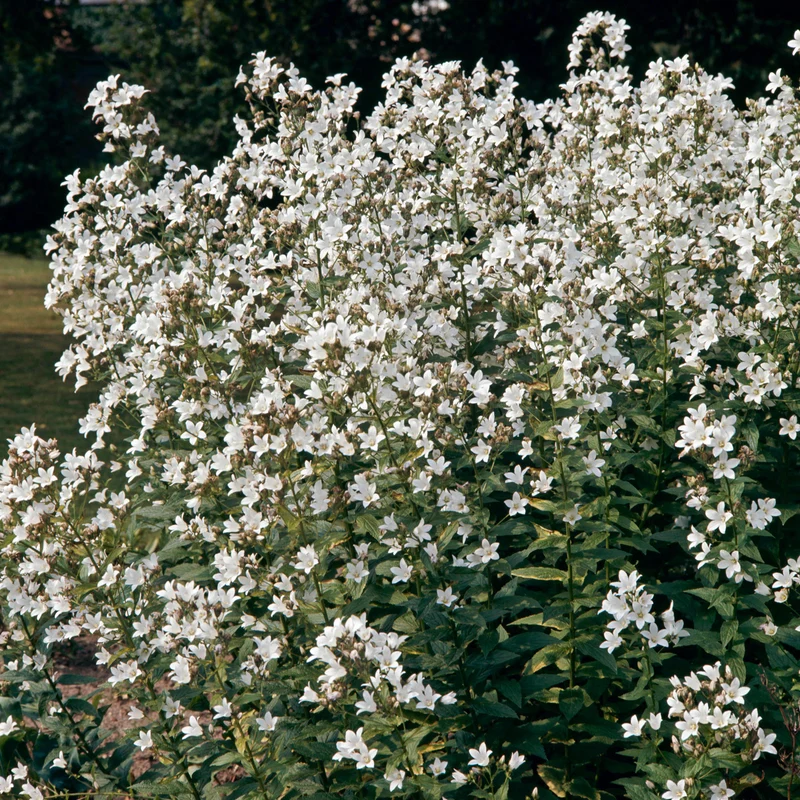 Glockenblume 'Alba'