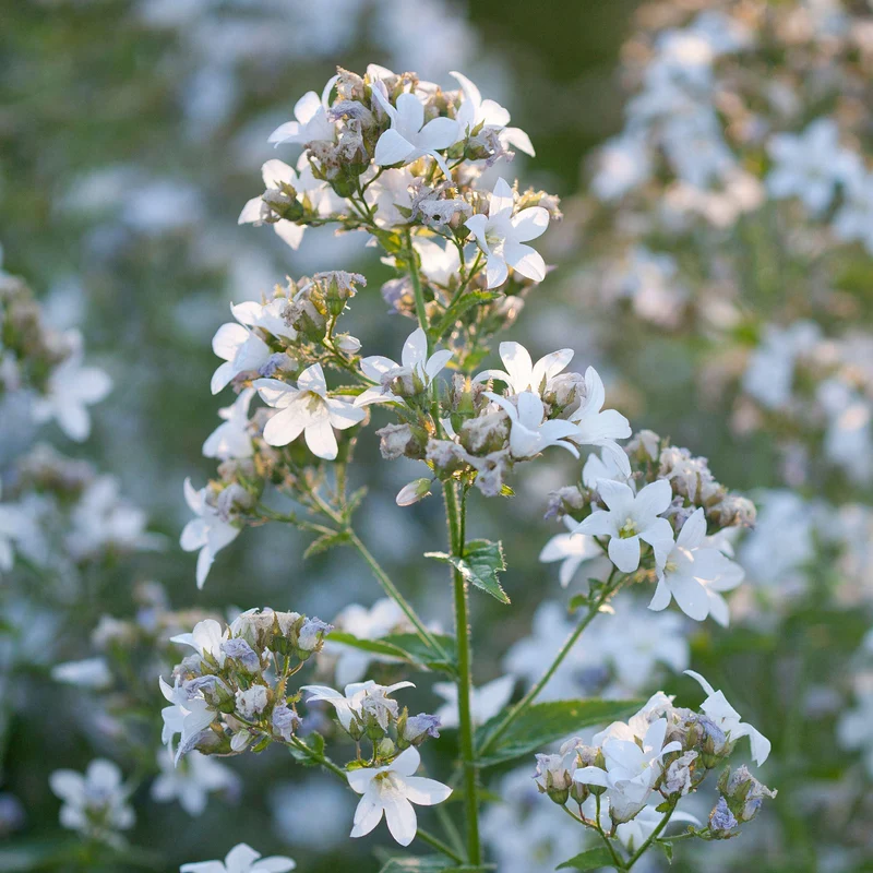 Glockenblume 'Alba'