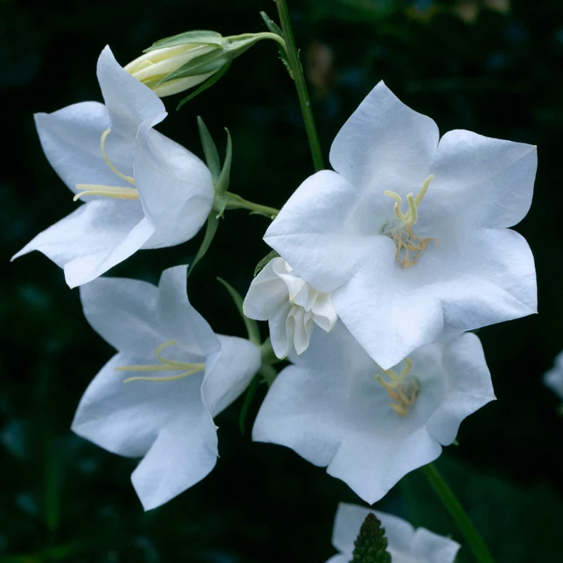 Glockenblume 'Alba'
