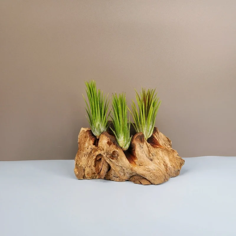TILLANDSIA IONANTHA FUEGO
