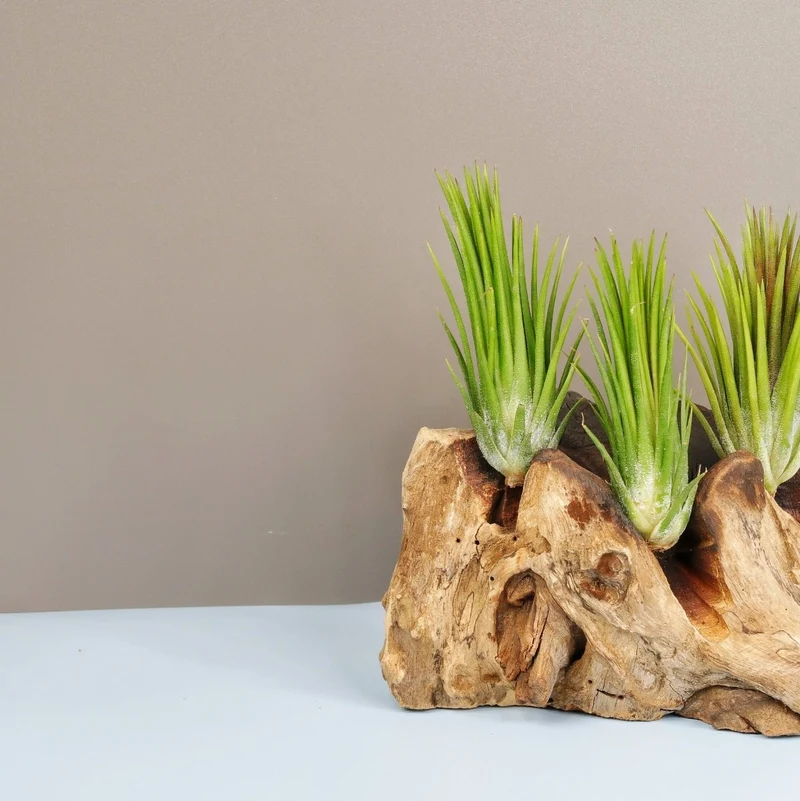TILLANDSIA IONANTHA FUEGO