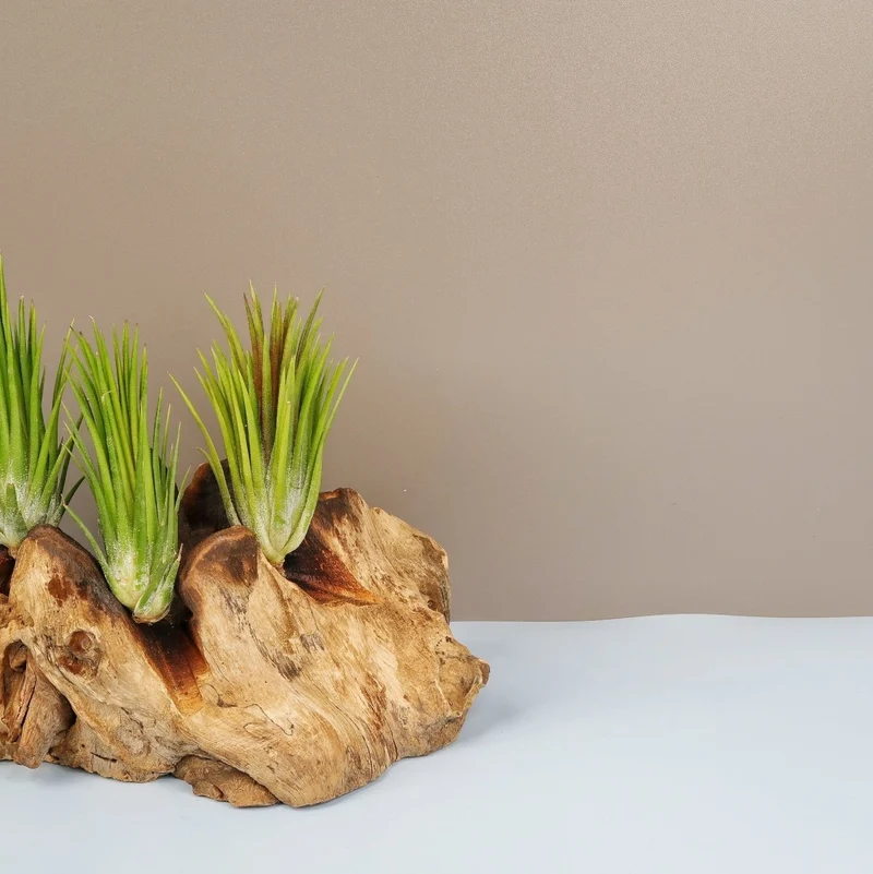 TILLANDSIA IONANTHA FUEGO