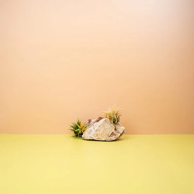 TILLANDSIA IONANTHA DRUID