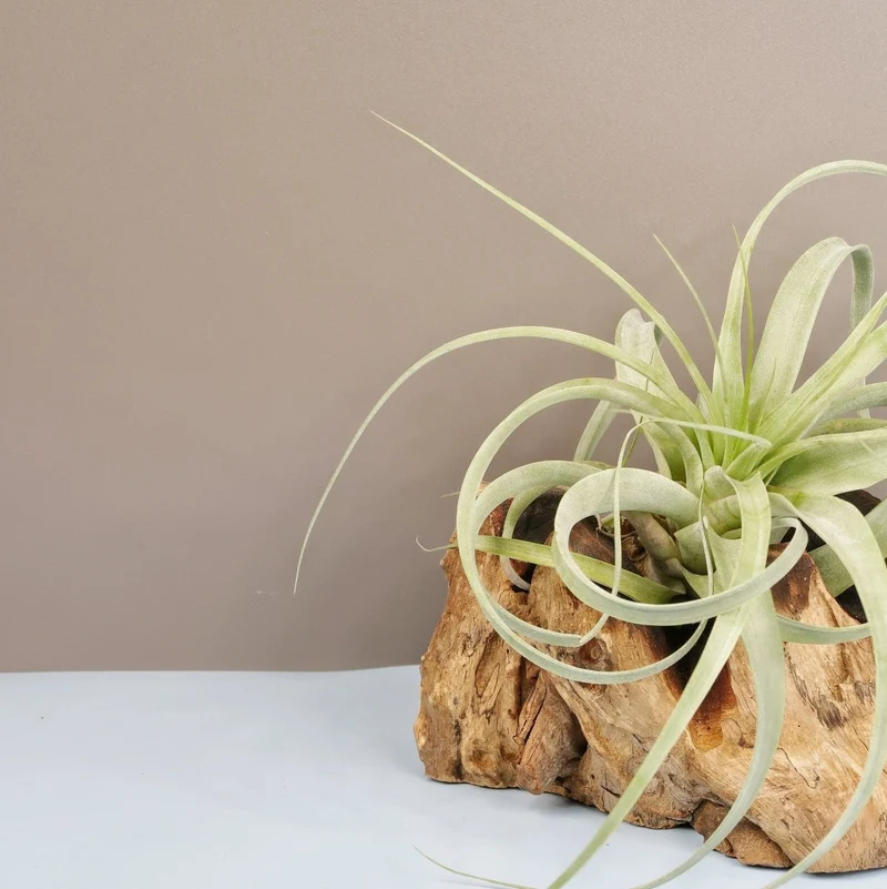 TILLANDSIA FIRESTORM