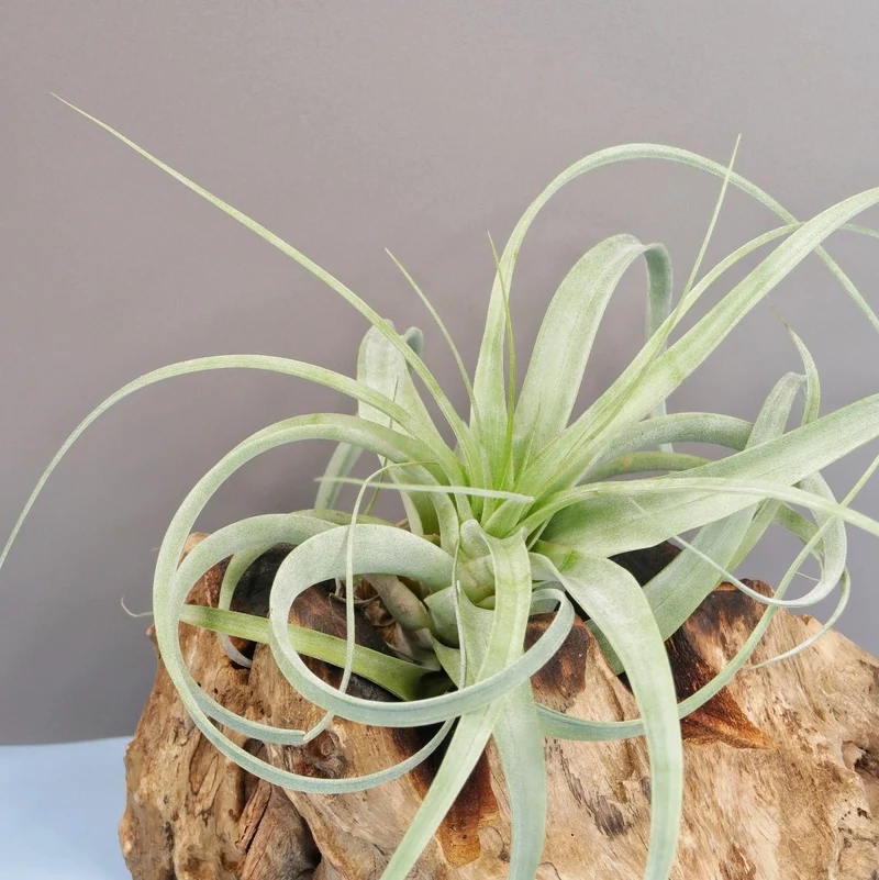 TILLANDSIA FIRESTORM