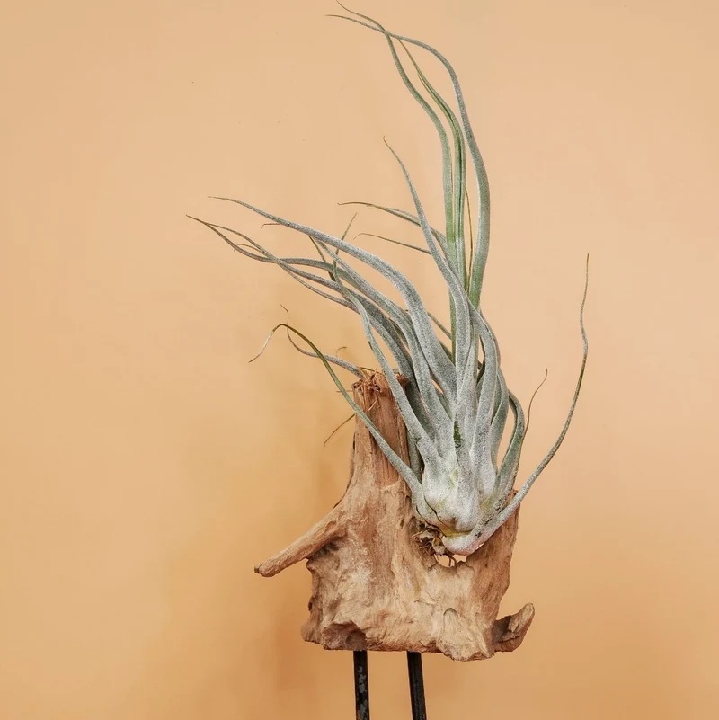 TILLANDSIA EHLERSIANA