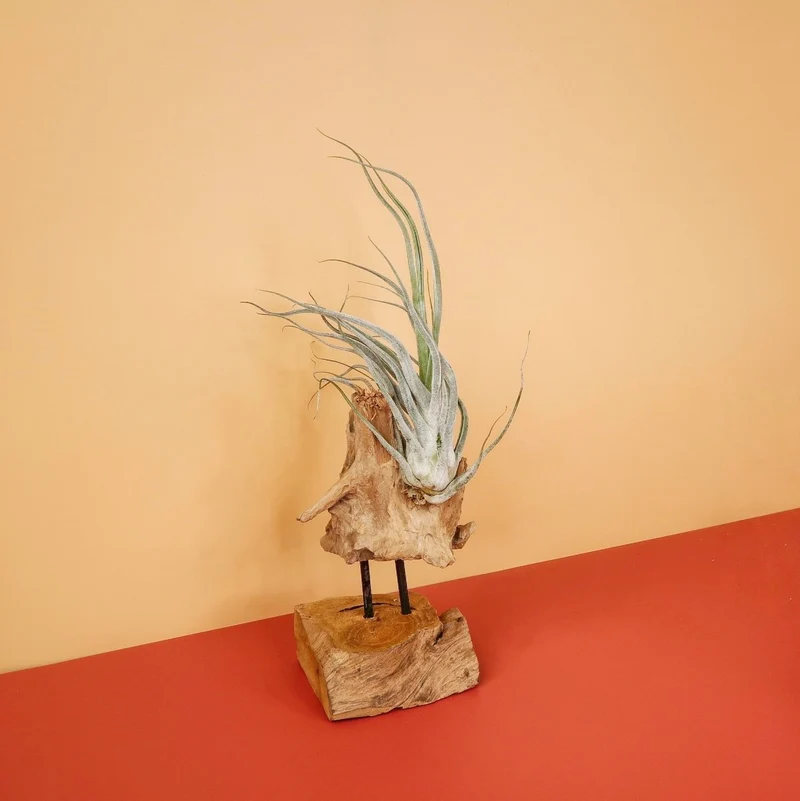 TILLANDSIA EHLERSIANA