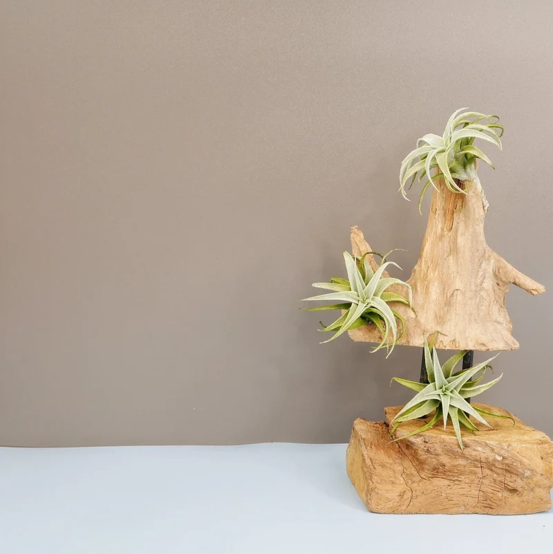 TILLANDSIA EDITHAE