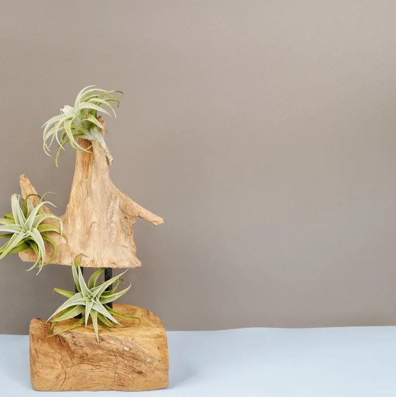 TILLANDSIA EDITHAE