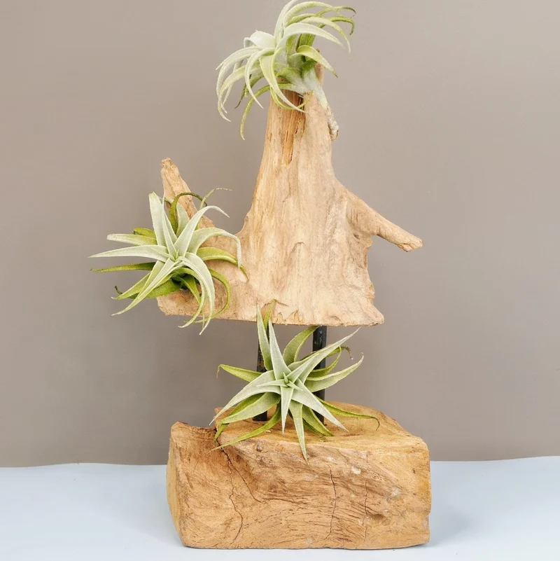 TILLANDSIA EDITHAE