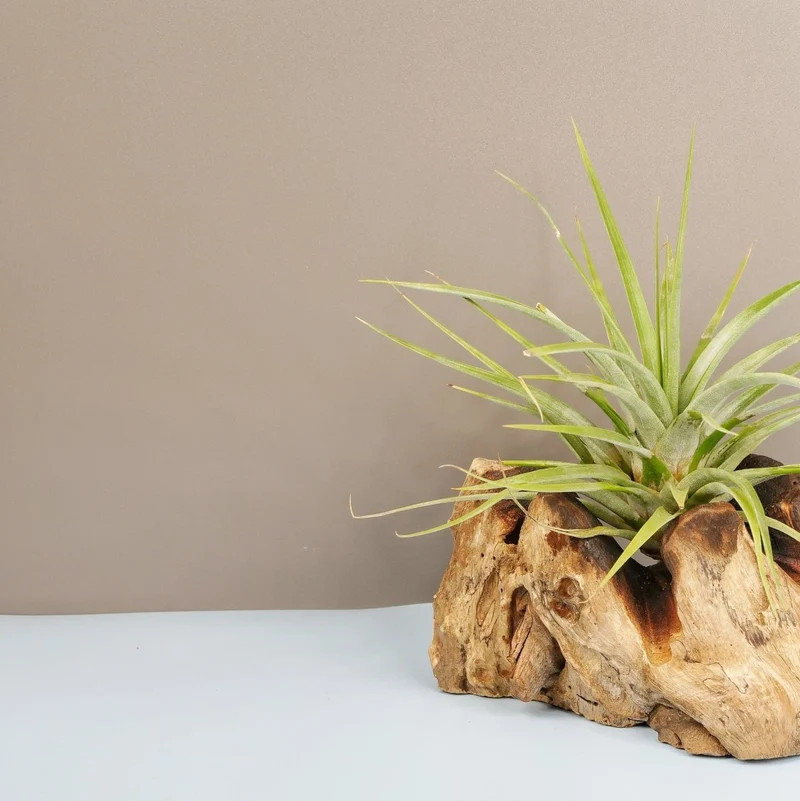TILLANDSIA CONCOLOR