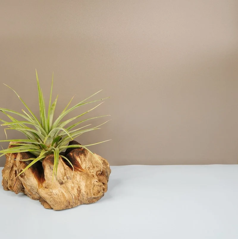 TILLANDSIA CONCOLOR