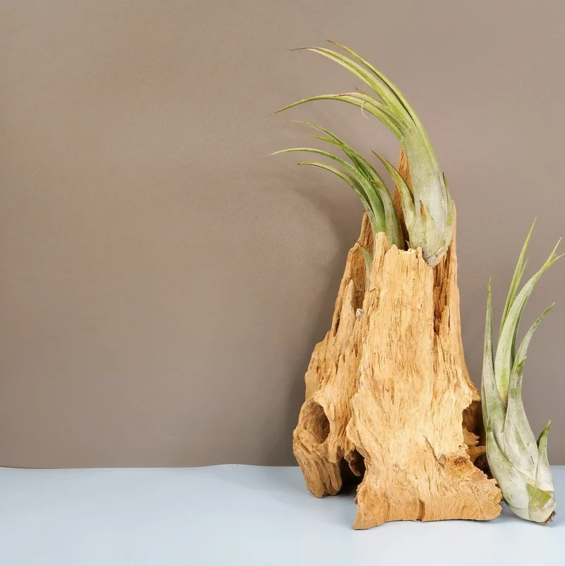 TILLANDSIA CIRCINATA
