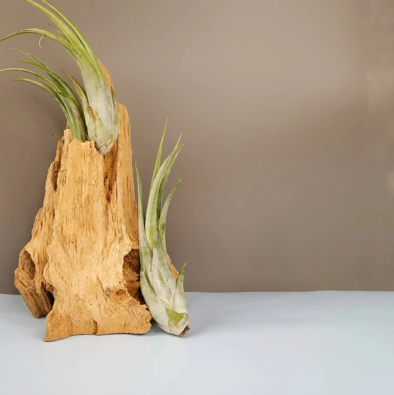 TILLANDSIA CIRCINATA