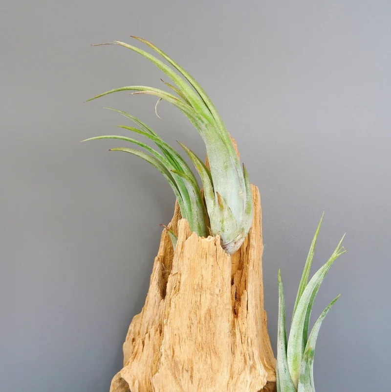 TILLANDSIA CIRCINATA