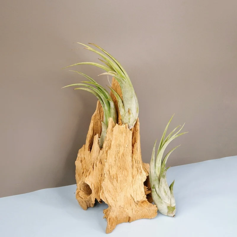 TILLANDSIA CIRCINATA