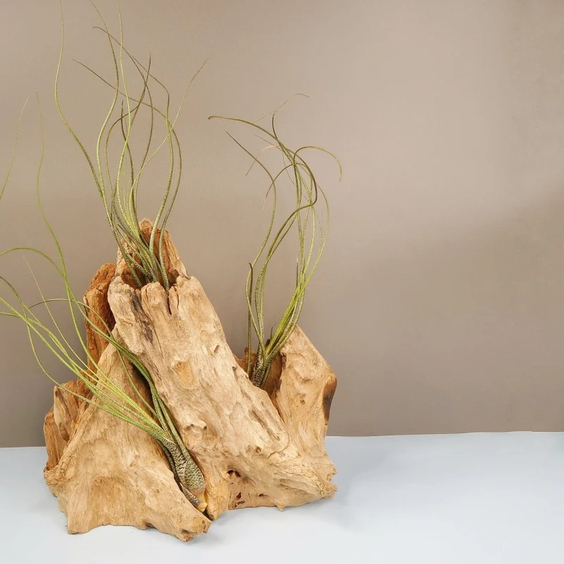 TILLANDSIA BUTZII