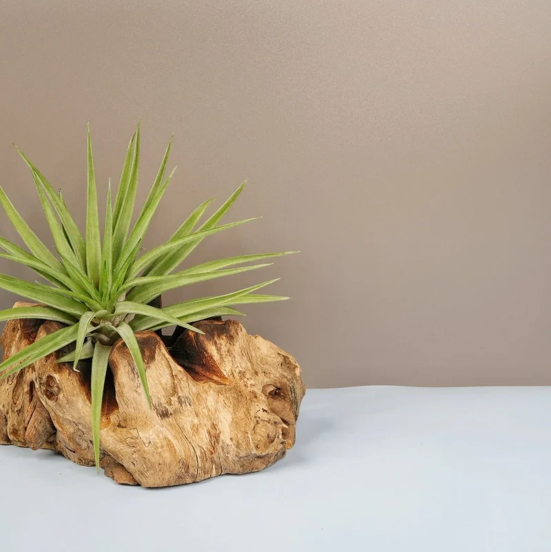 TILLANDSIA BRACHYCAULOS MULTIFLORAL