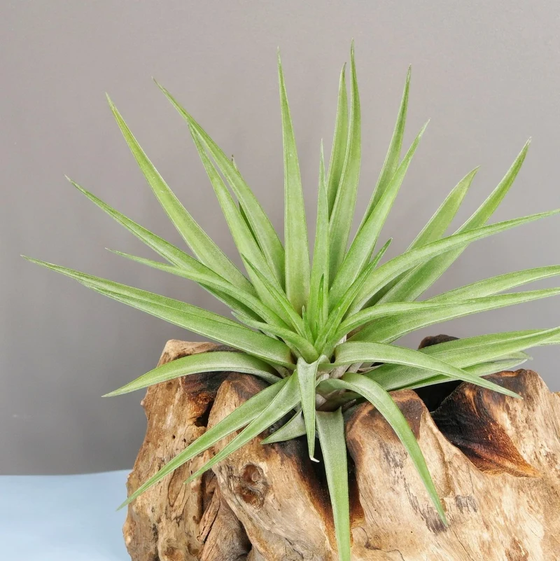 TILLANDSIA BRACHYCAULOS MULTIFLORAL