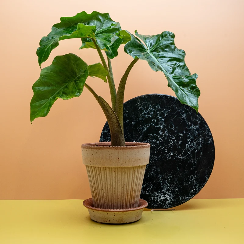 ALOCASIA LOW RIDER