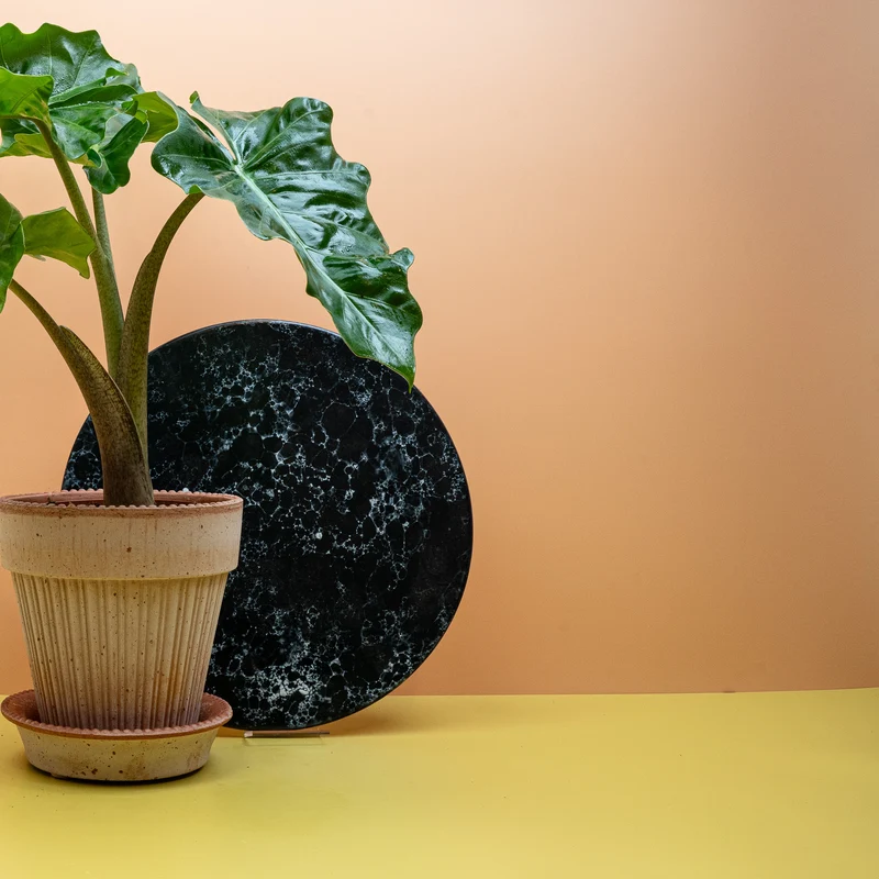 ALOCASIA LOW RIDER