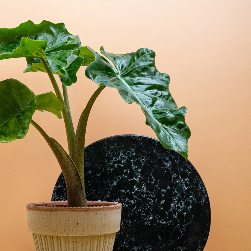 ALOCASIA LOW RIDER