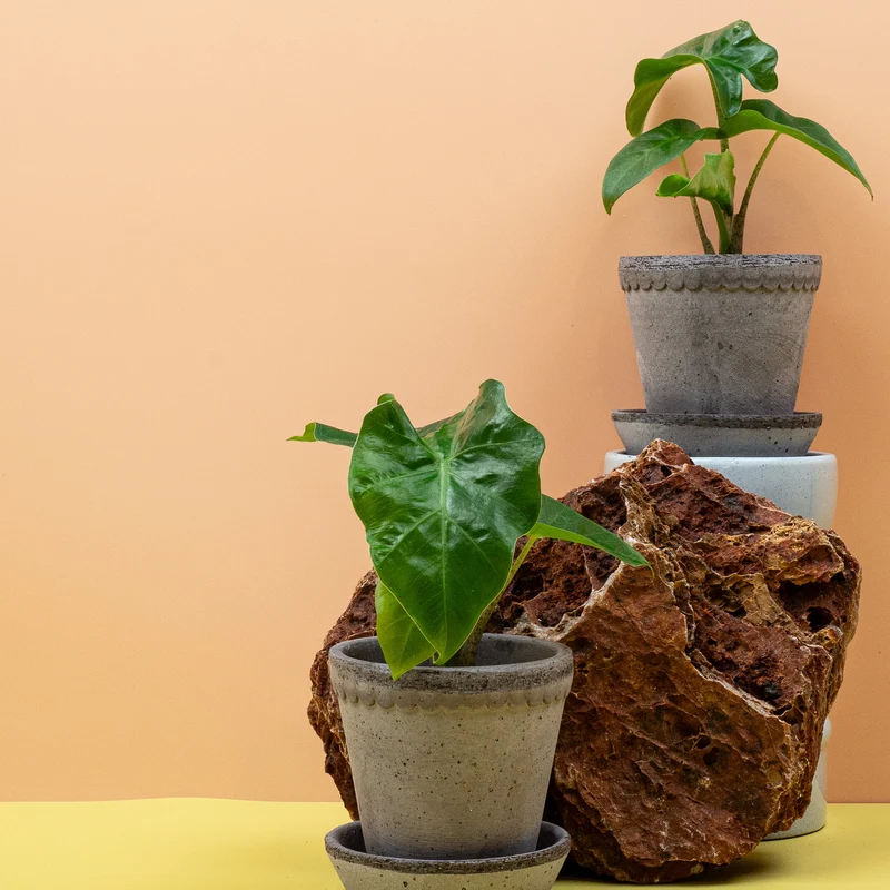 ALOCASIA LOW RIDER