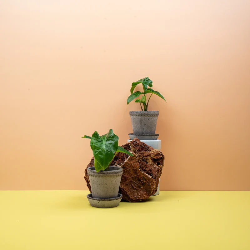 ALOCASIA LOW RIDER