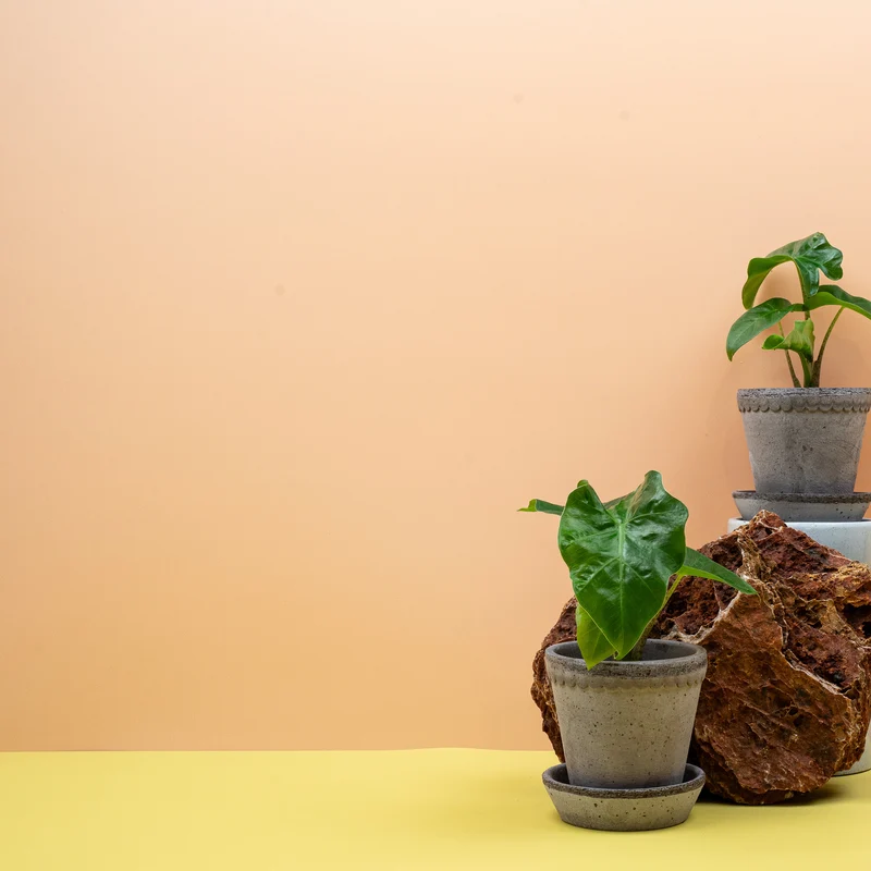 ALOCASIA LOW RIDER