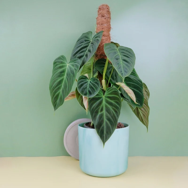 PHILODENDRON SPLENDID