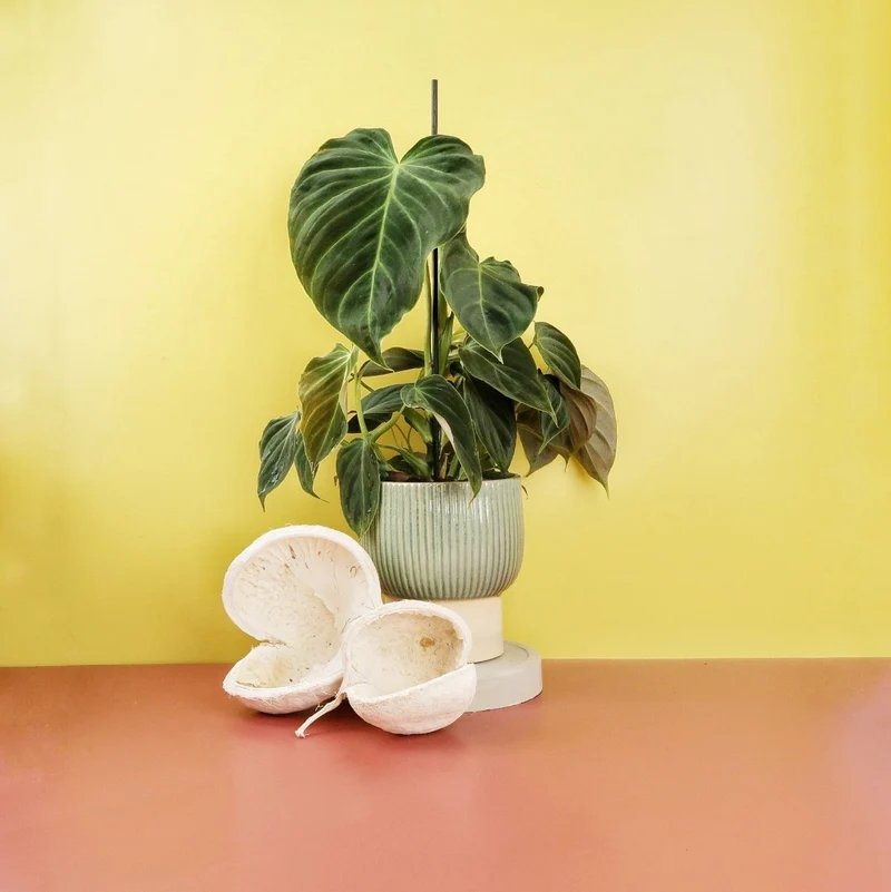PHILODENDRON SPLENDID