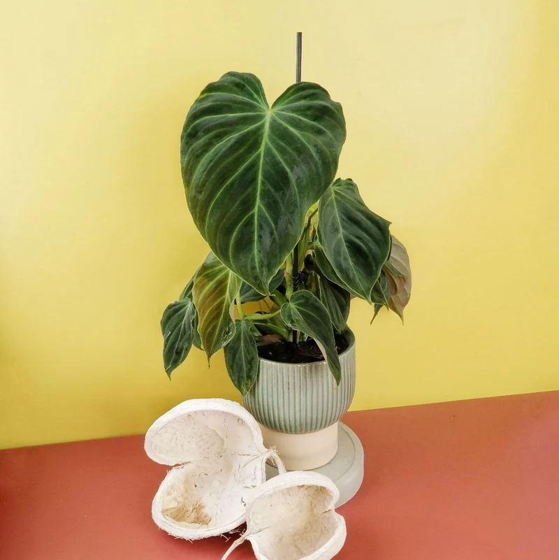 PHILODENDRON SPLENDID