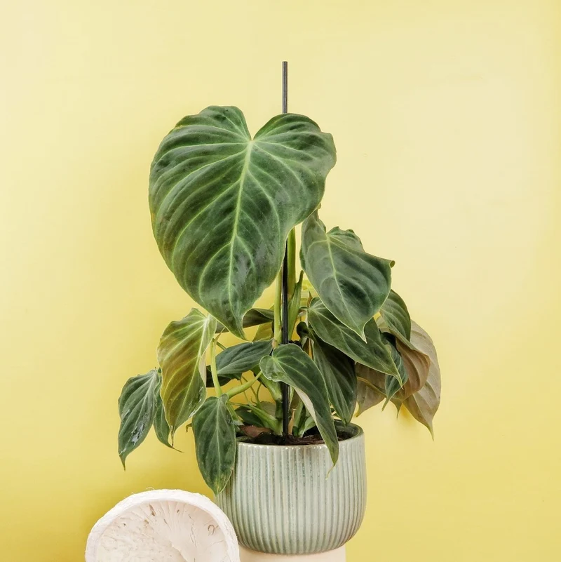 PHILODENDRON SPLENDID
