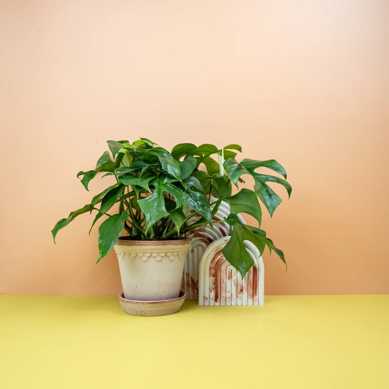 MONSTERA MINIMA