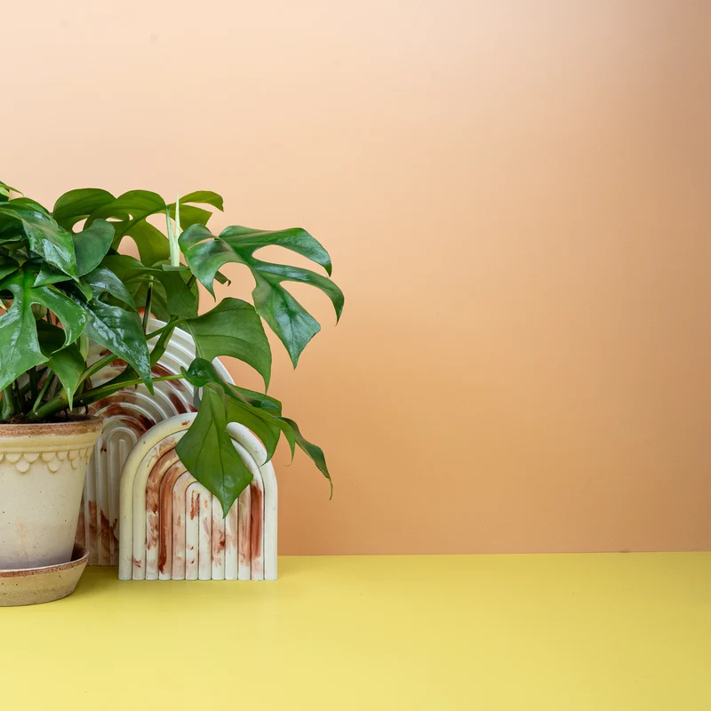 MONSTERA MINIMA