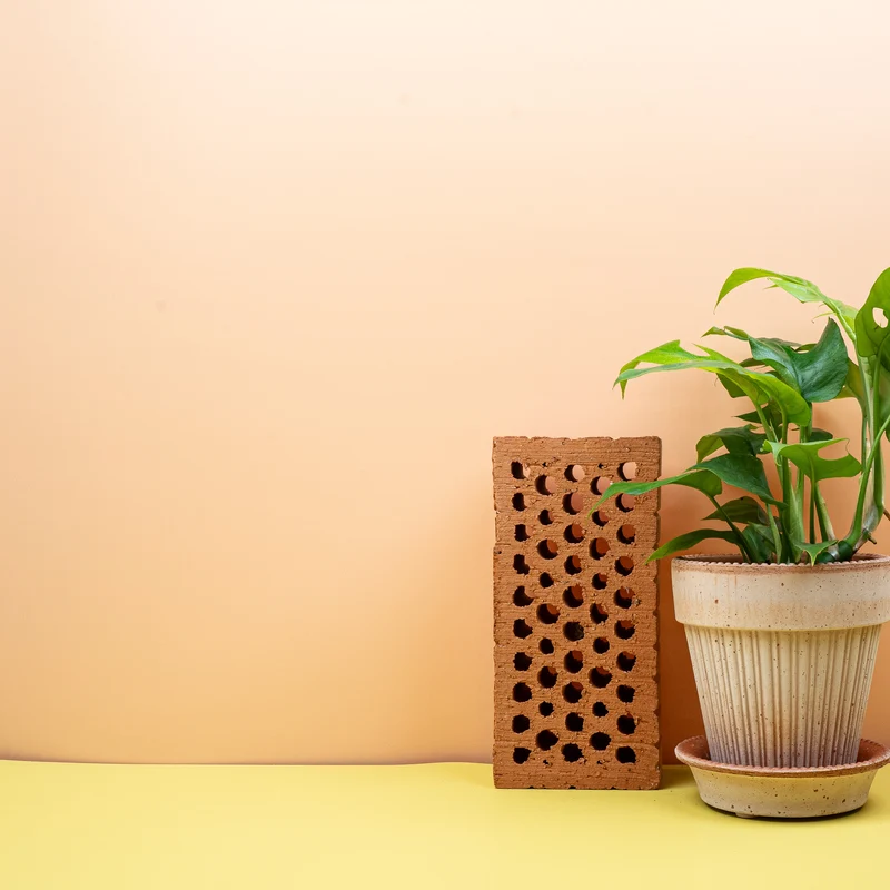 MONSTERA MINIMA