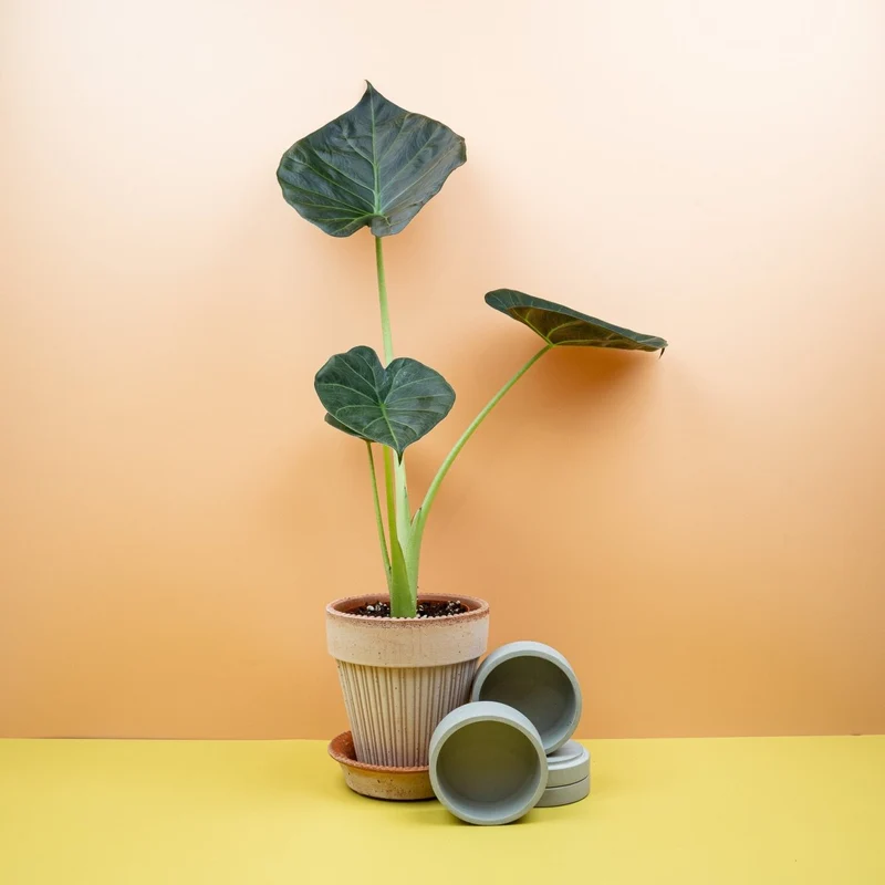 ALOCASIA REGAL SHIELD