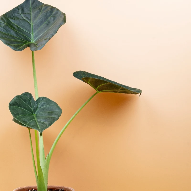 ALOCASIA REGAL SHIELD