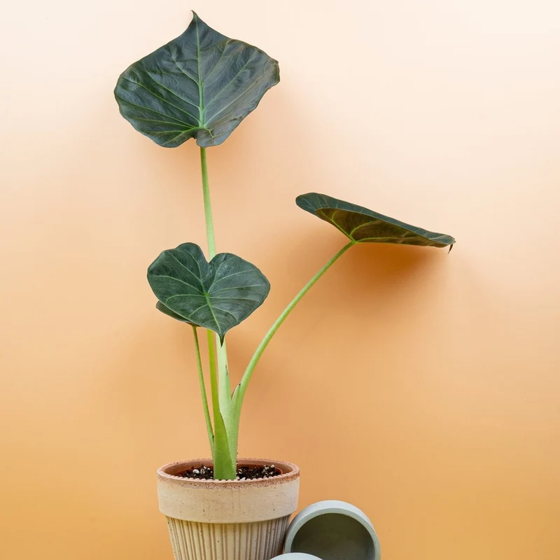 ALOCASIA REGAL SHIELD