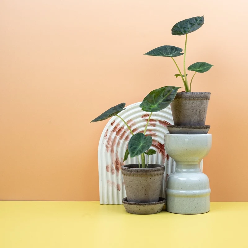 ALOCASIA REGAL SHIELD