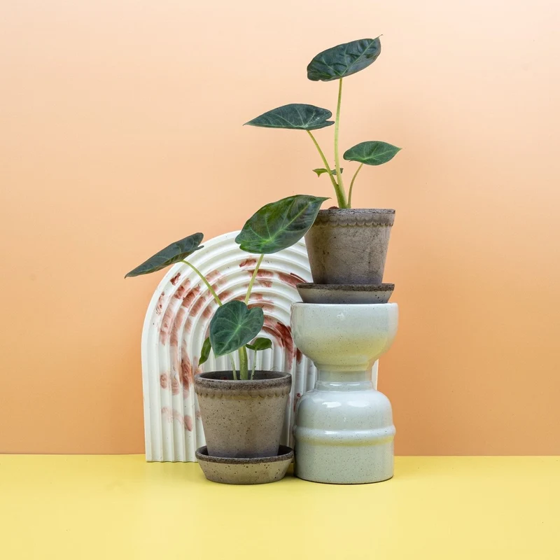 ALOCASIA REGAL SHIELD